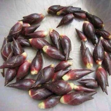 洋荷