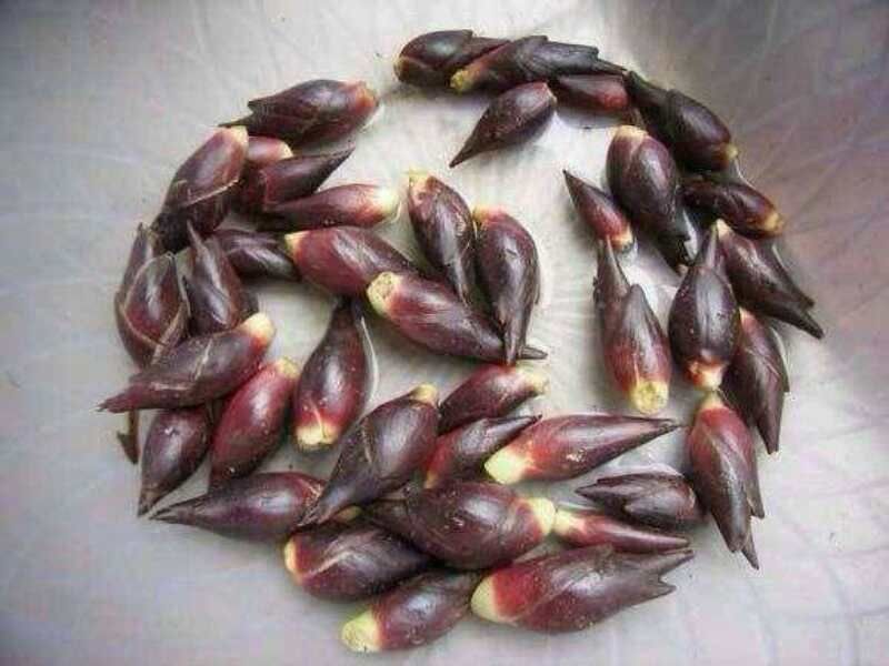 洋荷