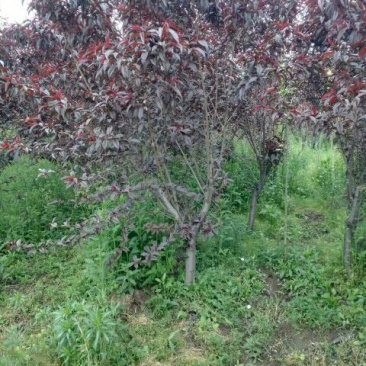 江苏紫叶碧桃价格苗圃货源质量好价格优无中介