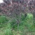 江苏紫叶碧桃价格苗圃货源质量好价格优无中介