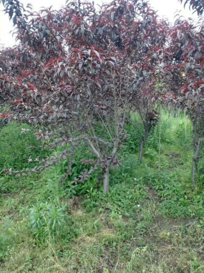 江苏紫叶碧桃价格苗圃货源质量好价格优无中介