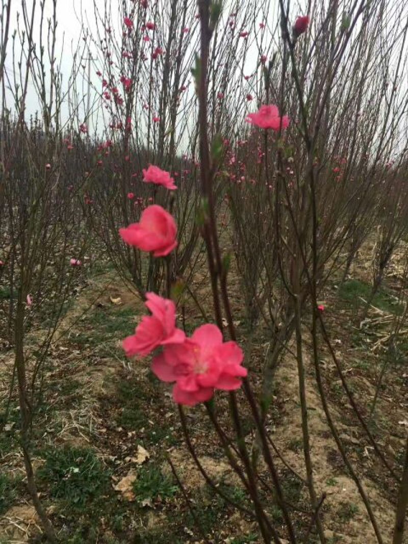 江苏紫叶碧桃价格苗圃货源质量好价格优无中介