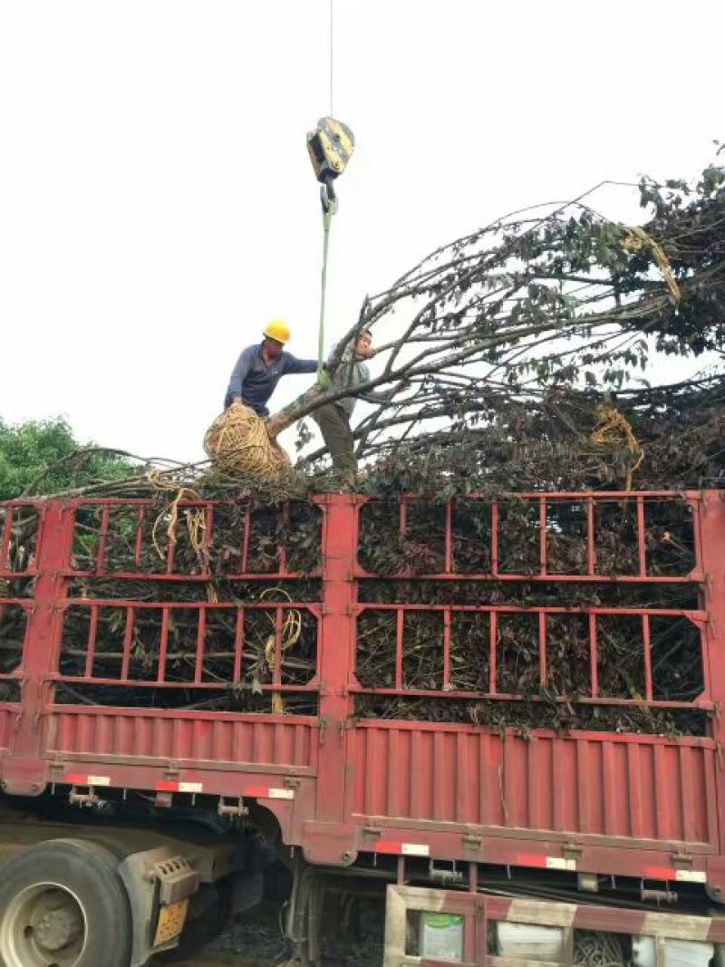 江苏紫叶碧桃价格苗圃货源质量好价格优无中介