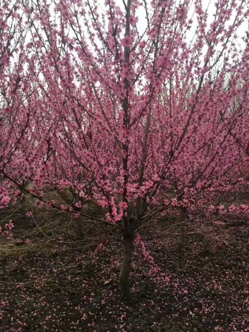 江苏紫叶碧桃价格苗圃货源质量好价格优无中介
