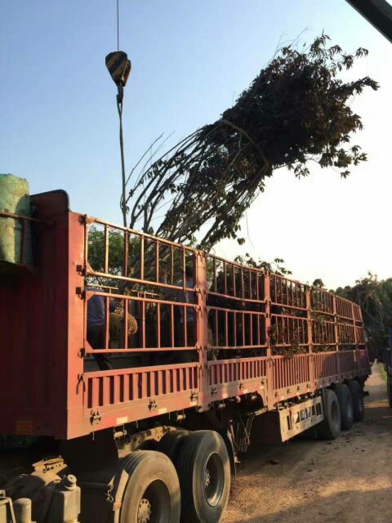 江苏紫叶碧桃价格苗圃货源质量好价格优无中介