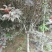 江苏紫叶碧桃价格苗圃货源质量好价格优无中介