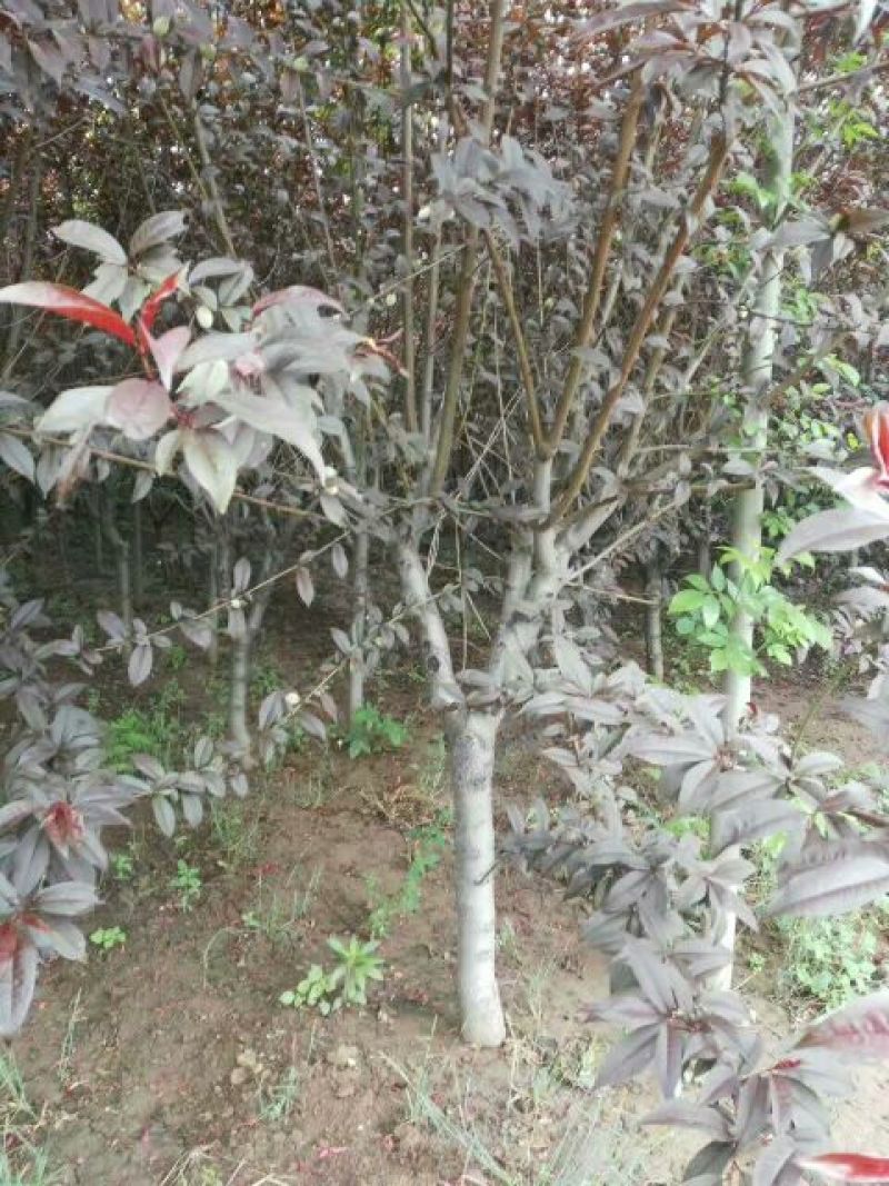江苏紫叶碧桃价格苗圃货源质量好价格优无中介