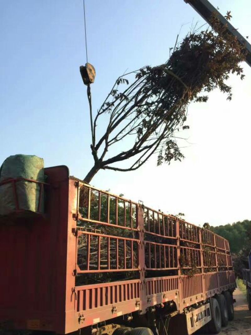 江苏紫叶碧桃价格苗圃货源质量好价格优无中介