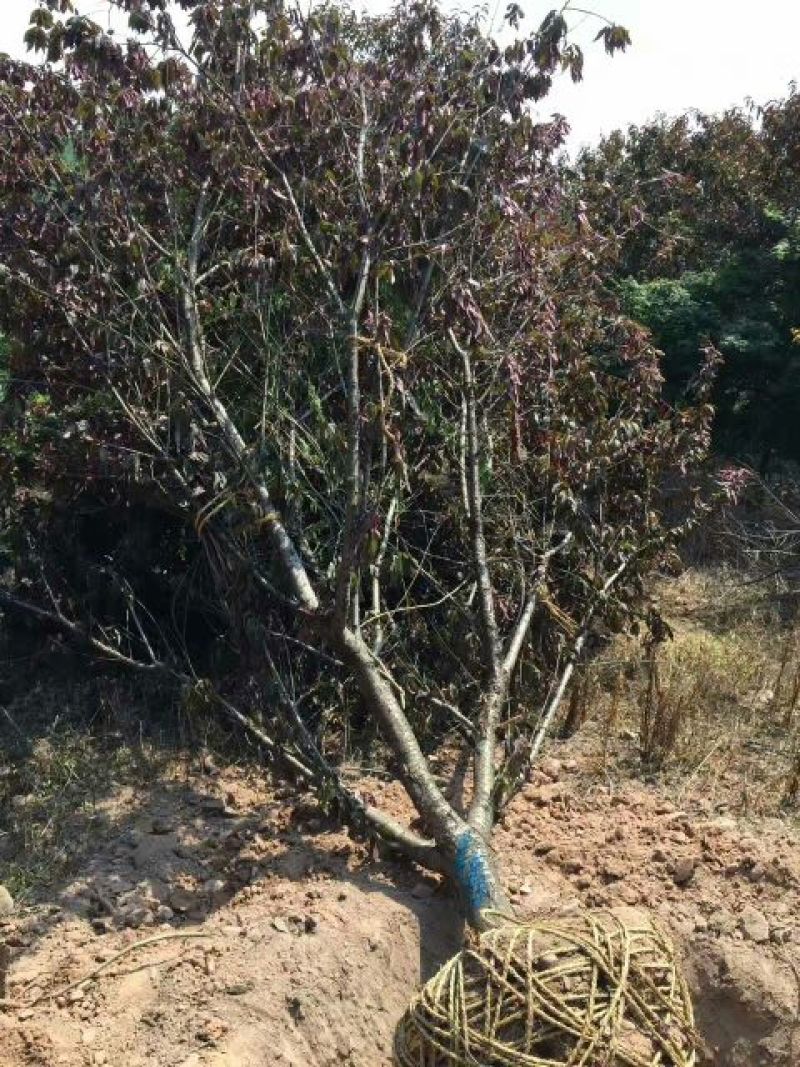 江苏紫叶碧桃价格苗圃货源质量好价格优无中介