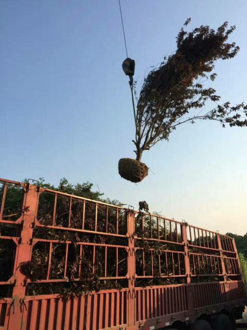 江苏紫叶碧桃价格苗圃货源质量好价格优无中介