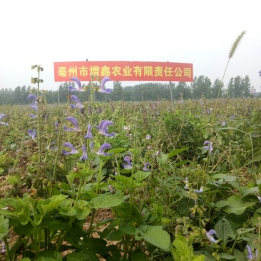 丹参种子
