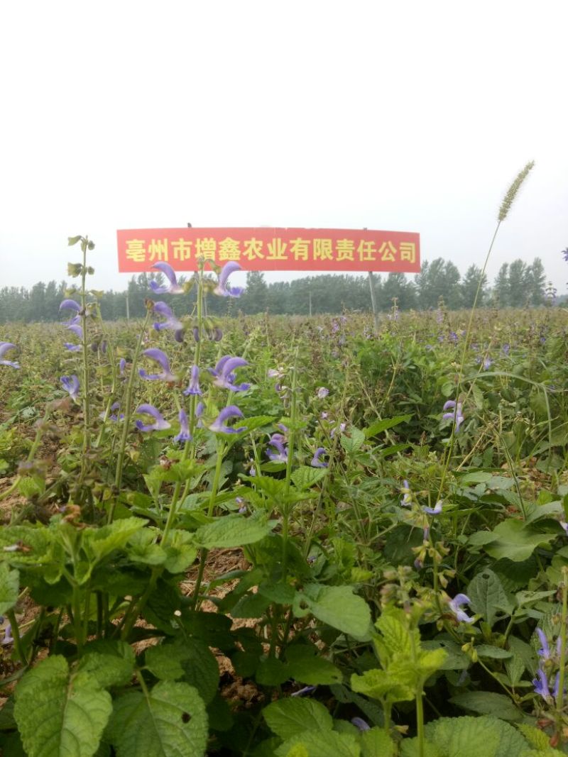 丹参种子