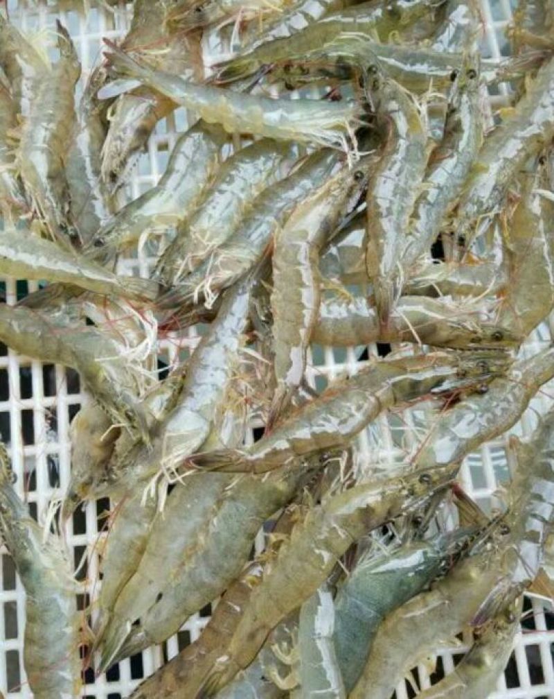 基围虾食用活虾