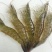 基围虾食用活虾