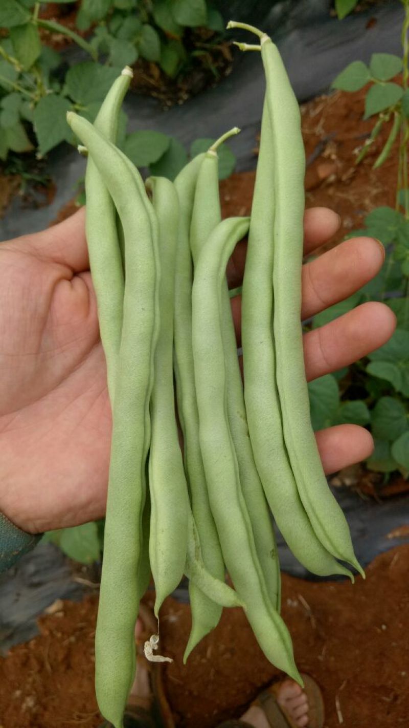 刀豆10~15cm