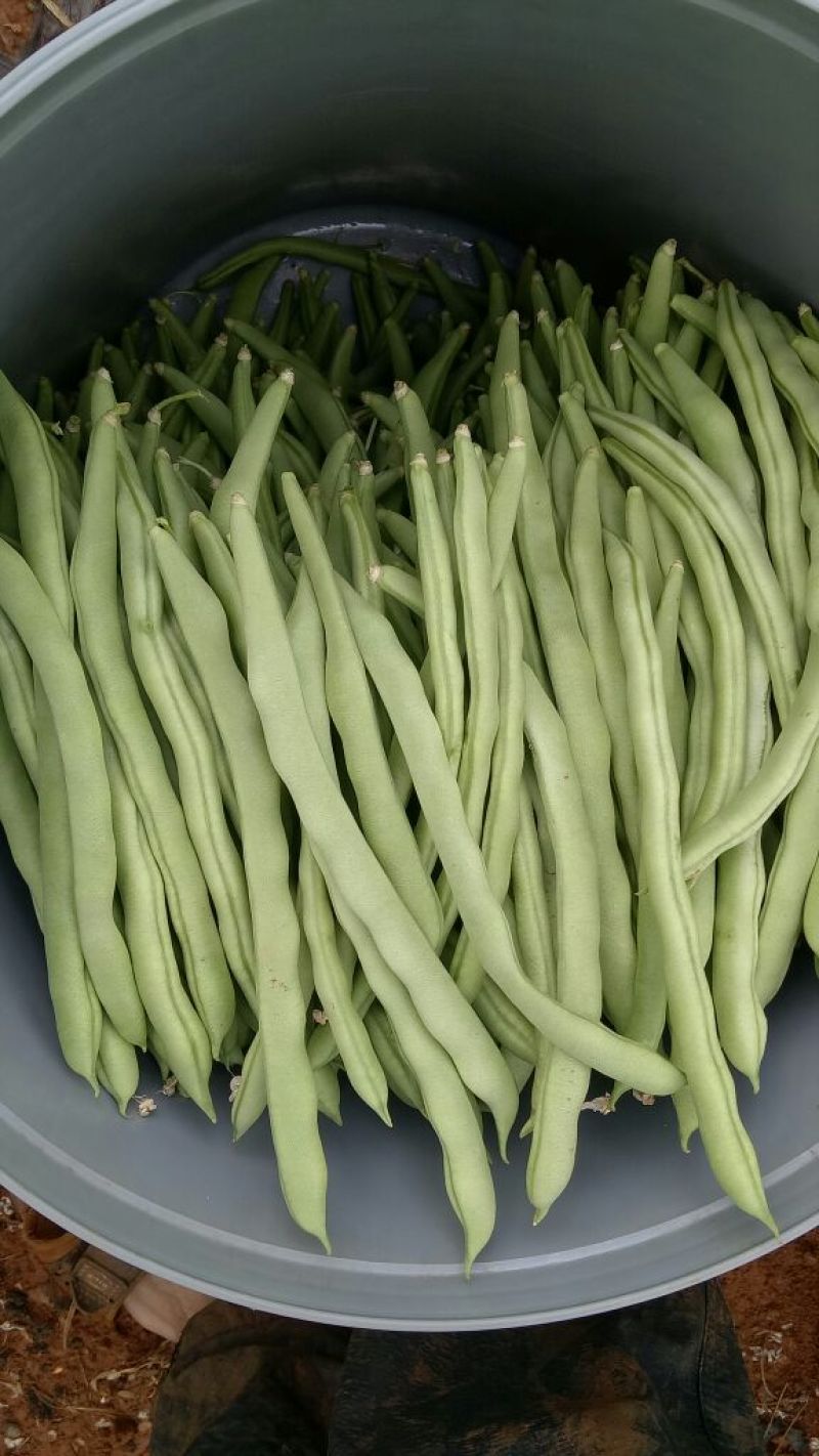 刀豆10~15cm