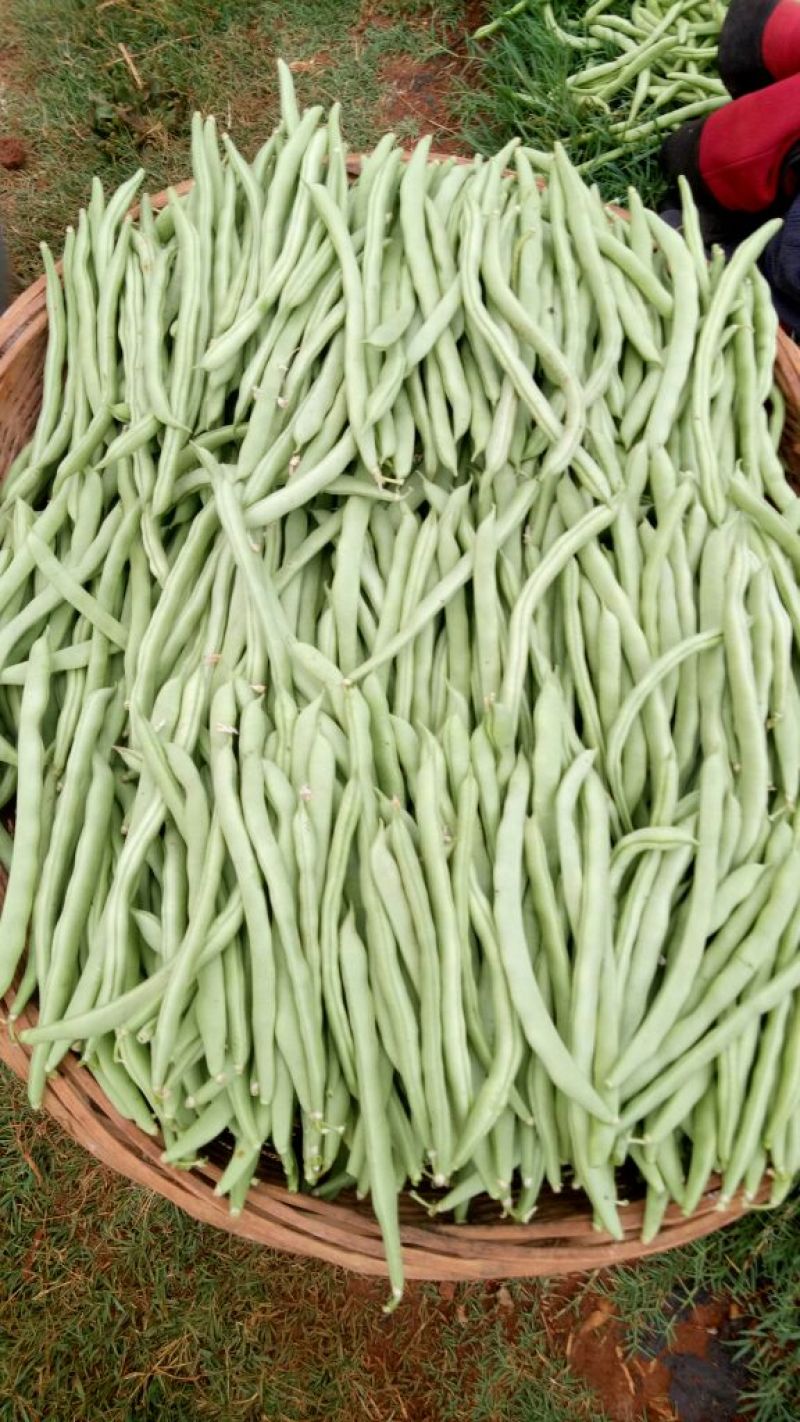 刀豆10~15cm