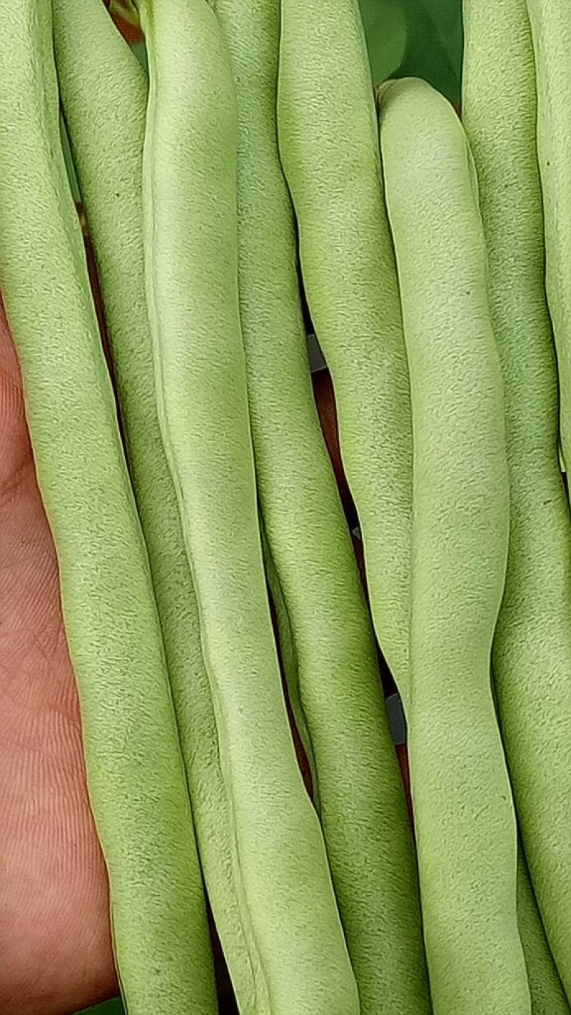 刀豆10~15cm