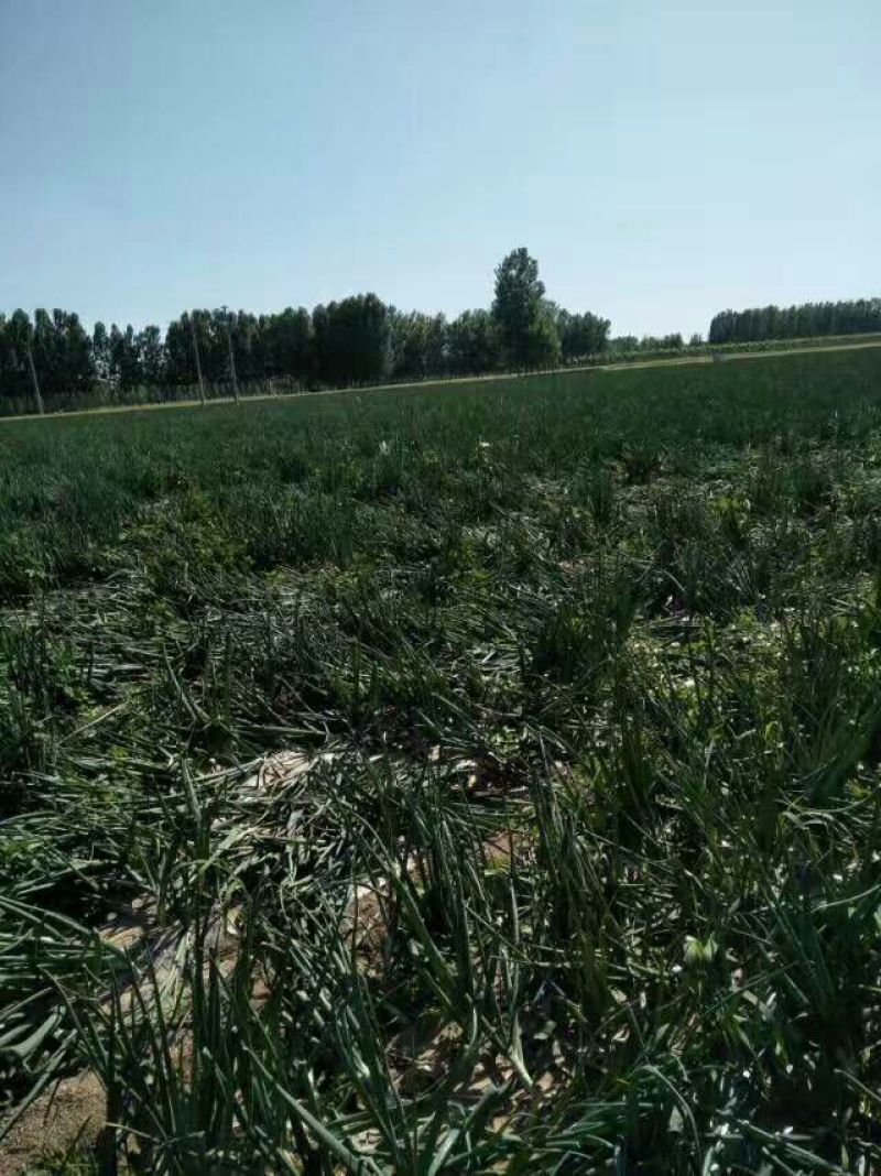 红皮洋葱70以上基地货质量有保证货源充足
