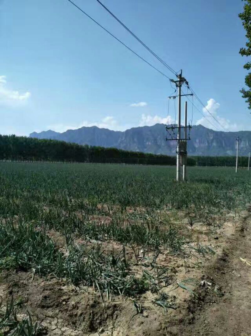 红皮洋葱70以上基地货质量有保证货源充足