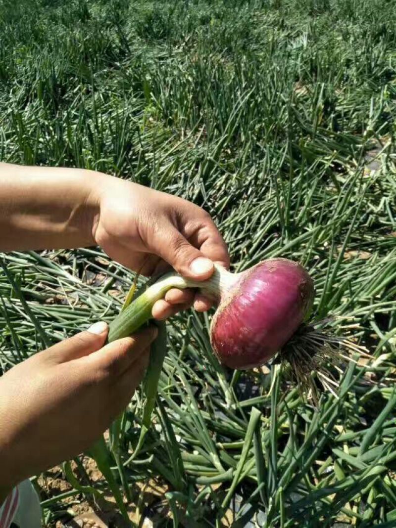 红皮洋葱70以上基地货质量有保证货源充足