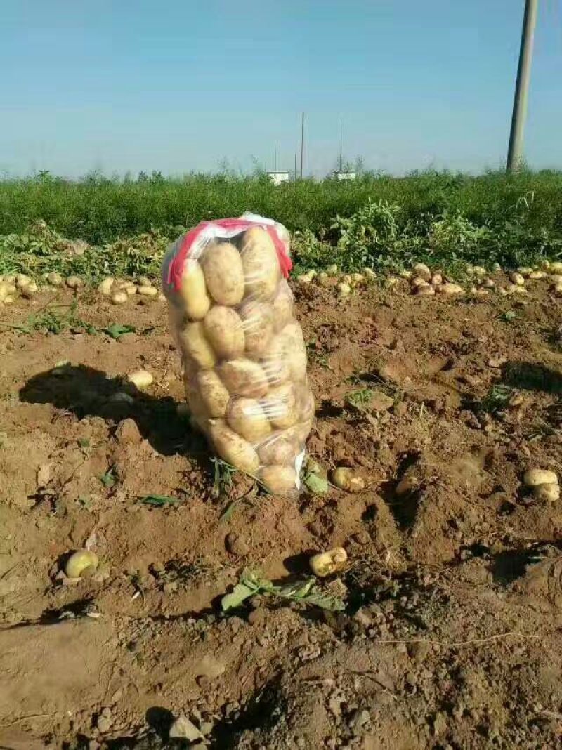 土豆精品3两以上，货源充足，价格美丽，一手货源产地直