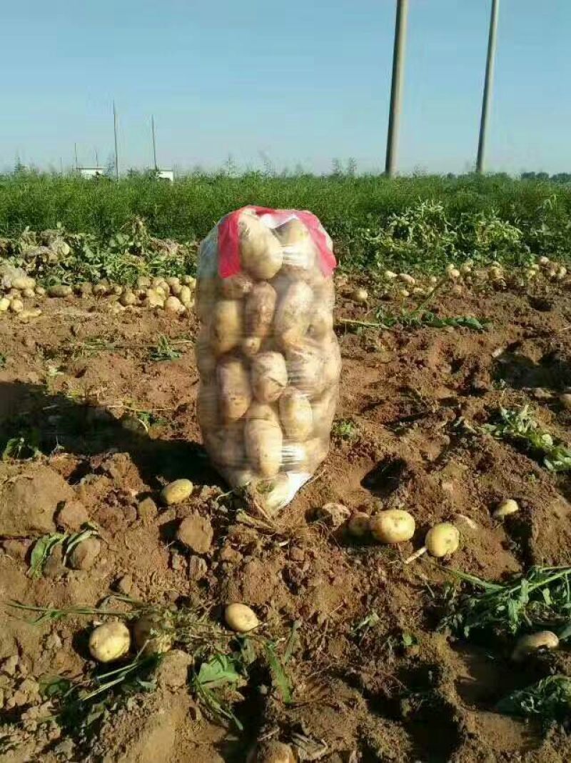 土豆精品3两以上，货源充足，价格美丽，一手货源产地直