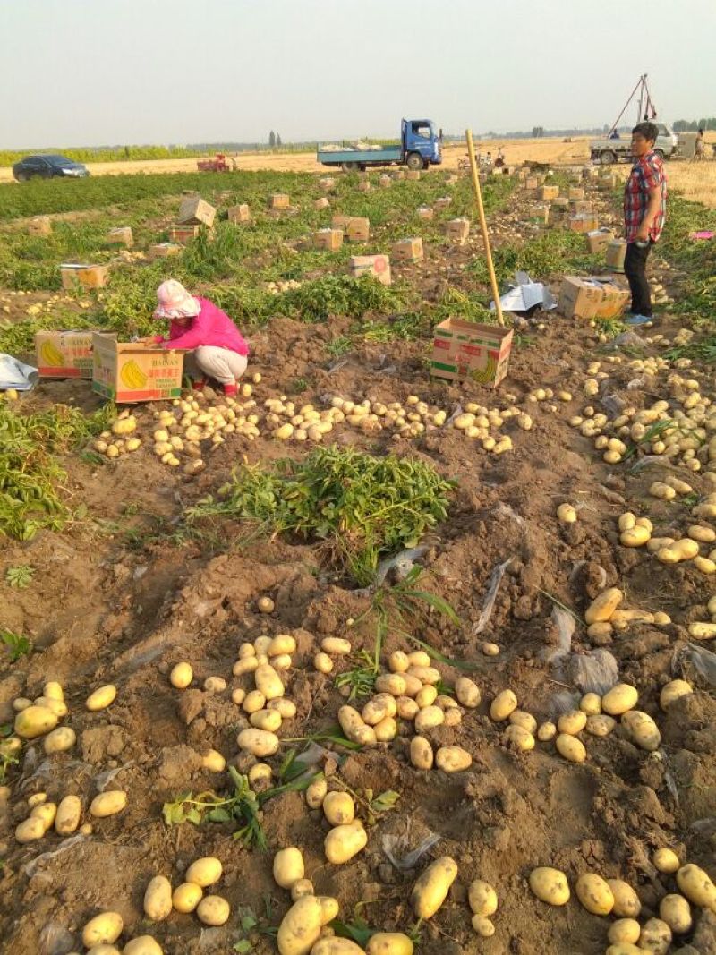 河北土豆沃土荷兰十五V.7大量现货供应产地直发