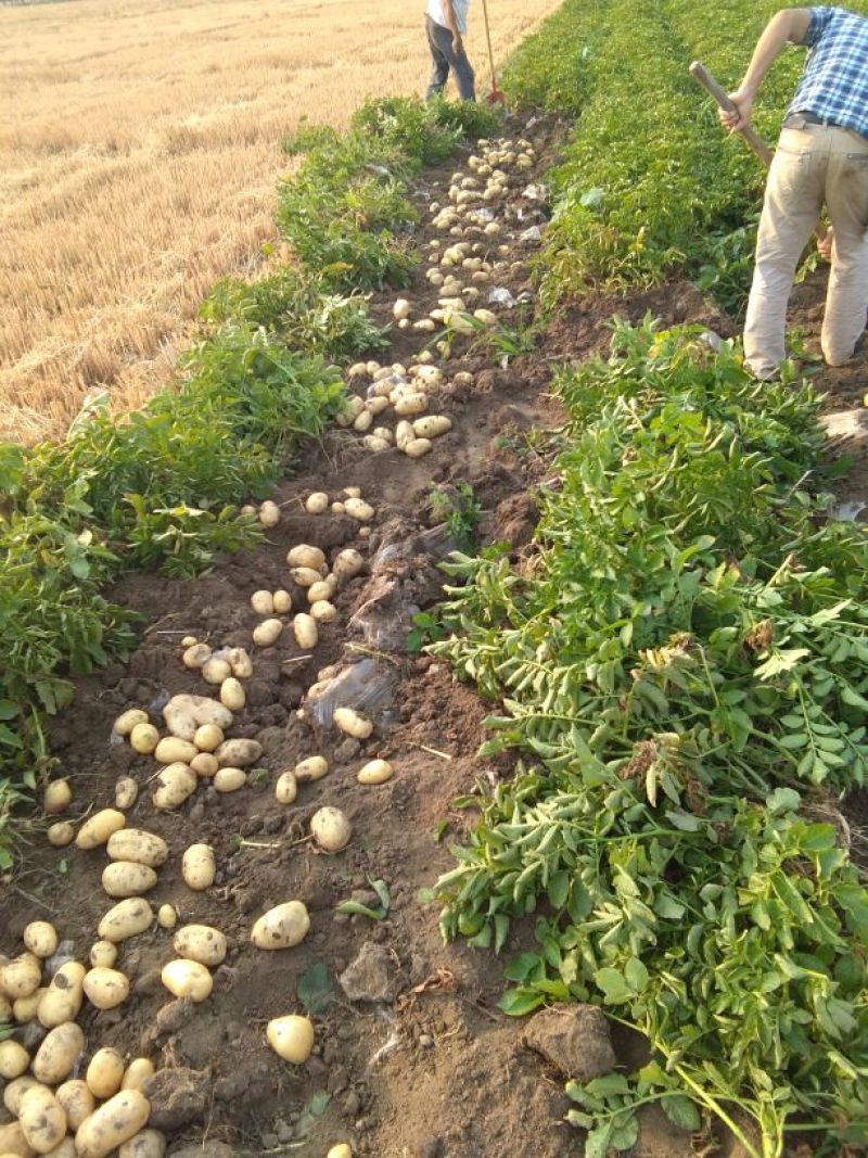 河北土豆沃土荷兰十五V.7大量现货供应产地直发