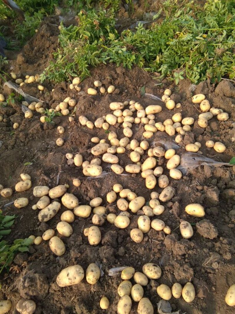 河北土豆沃土荷兰十五V.7大量现货供应产地直发