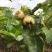 莲雾种苗