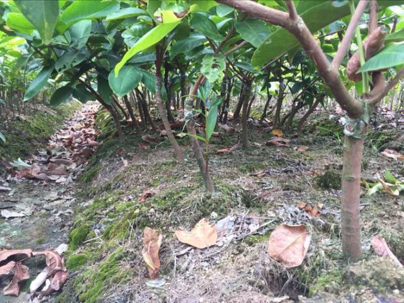 莲雾种苗