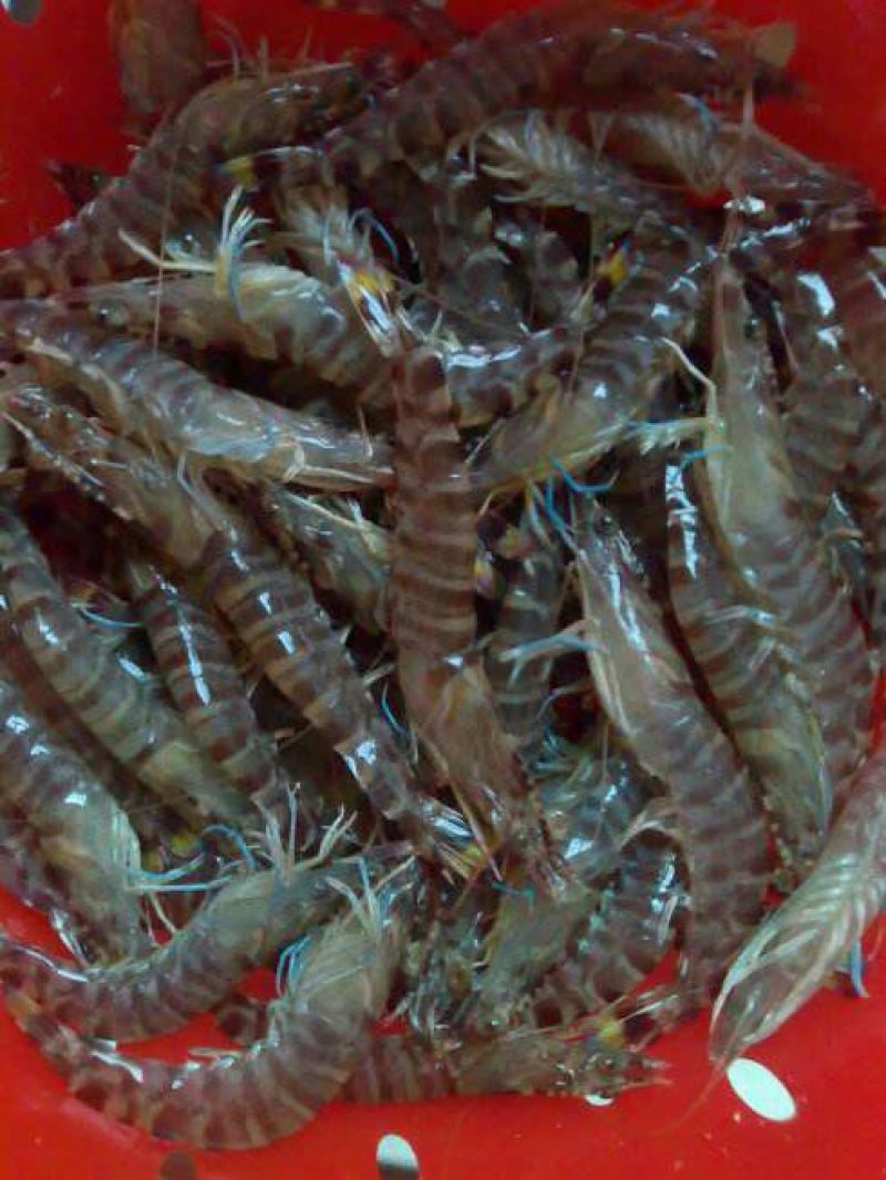 基围虾虾苗活虾