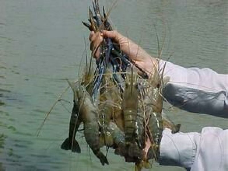 基围虾虾苗活虾