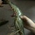 基围虾虾苗活虾