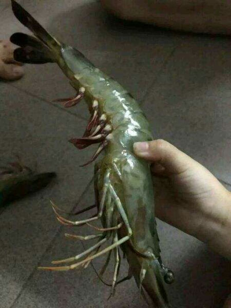 基围虾虾苗活虾