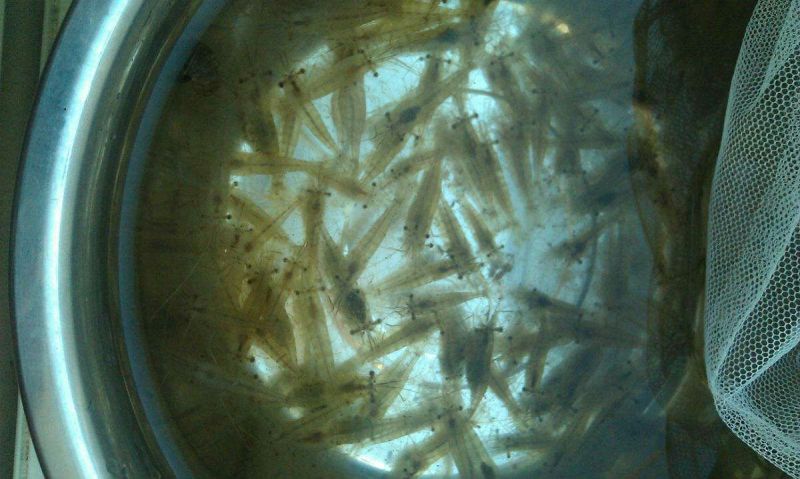 基围虾虾苗活虾