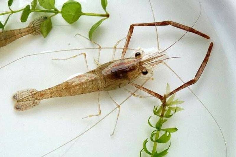 基围虾虾苗活虾