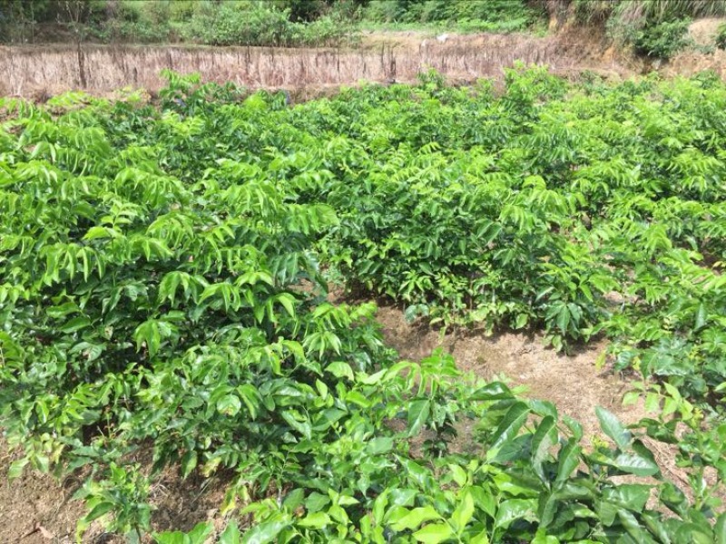 黄皮果苗