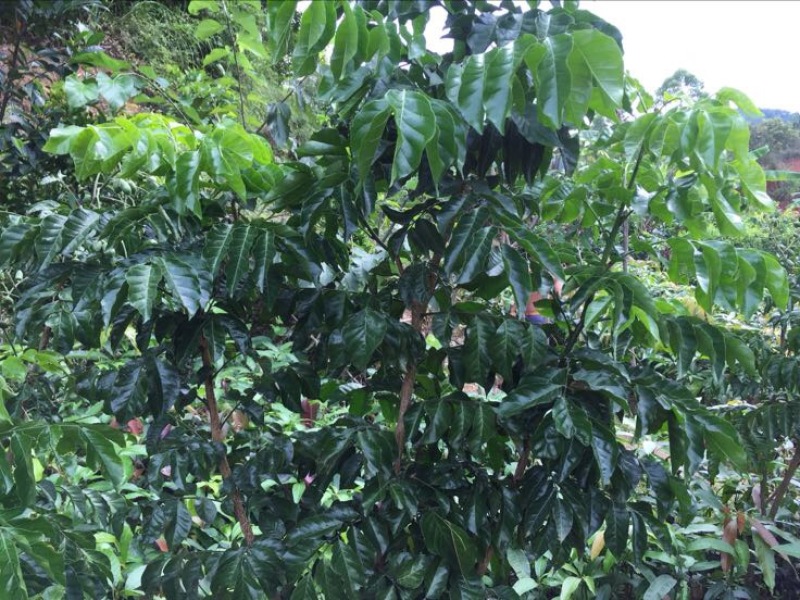 黄皮果苗