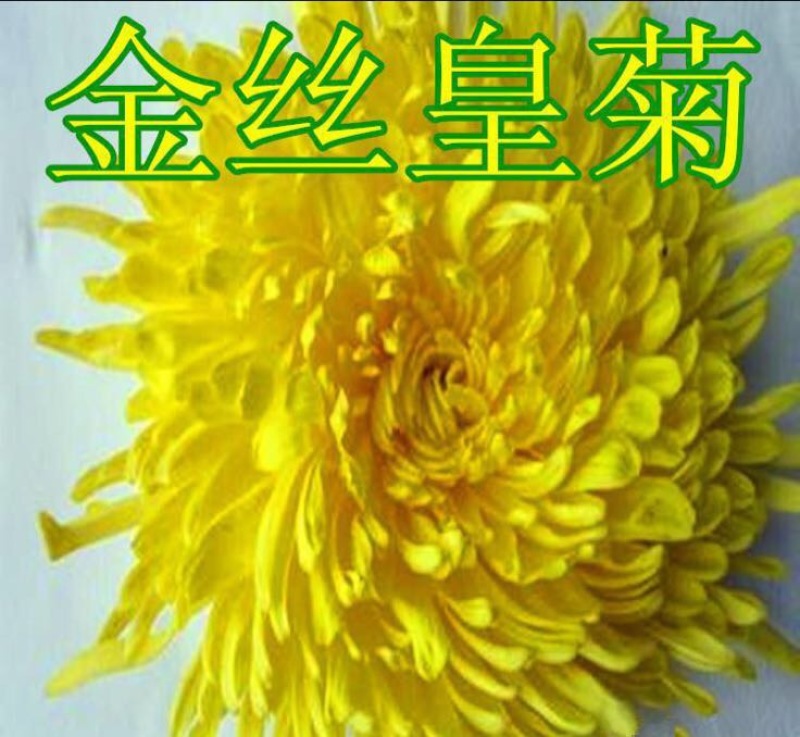 菊花苗