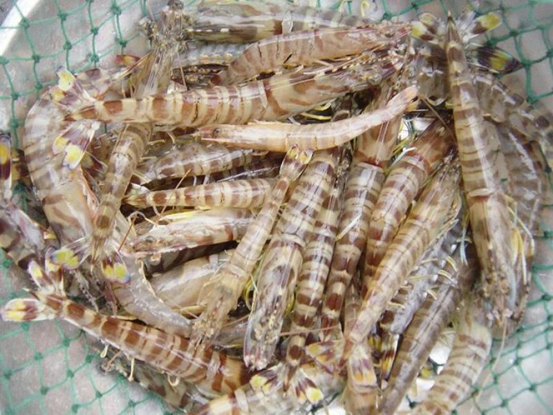 基围虾食用活虾