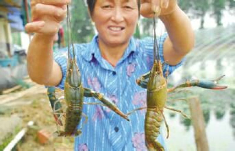 基围虾食用活虾