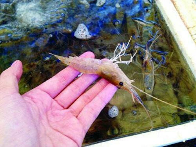 基围虾食用活虾