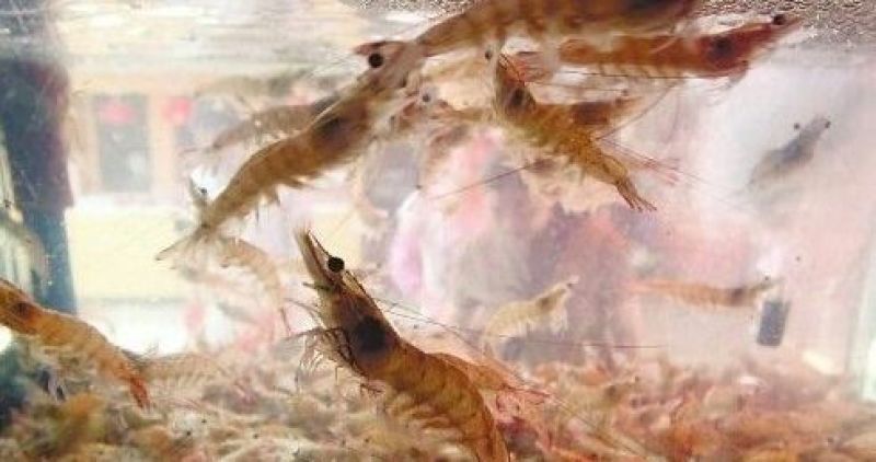 基围虾食用活虾
