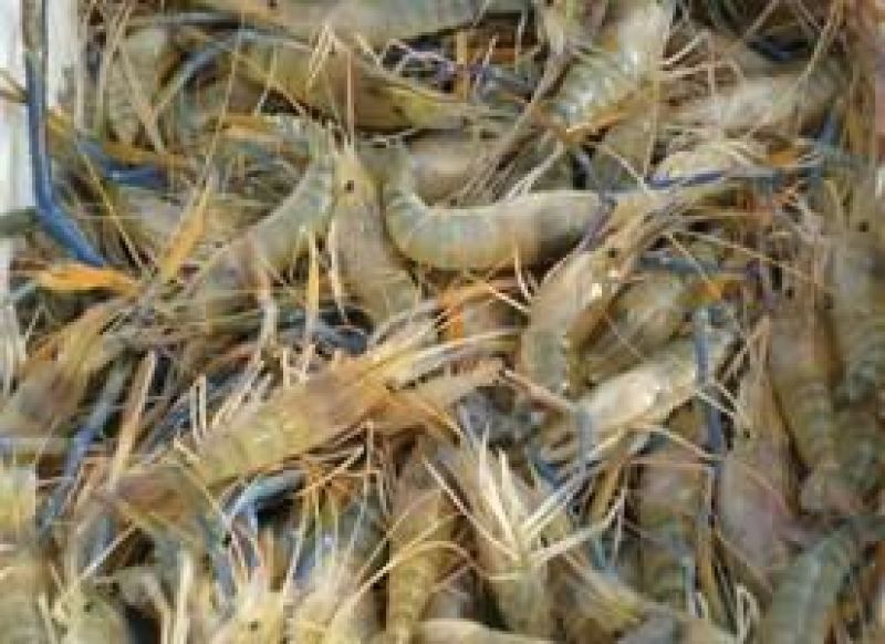 基围虾食用活虾