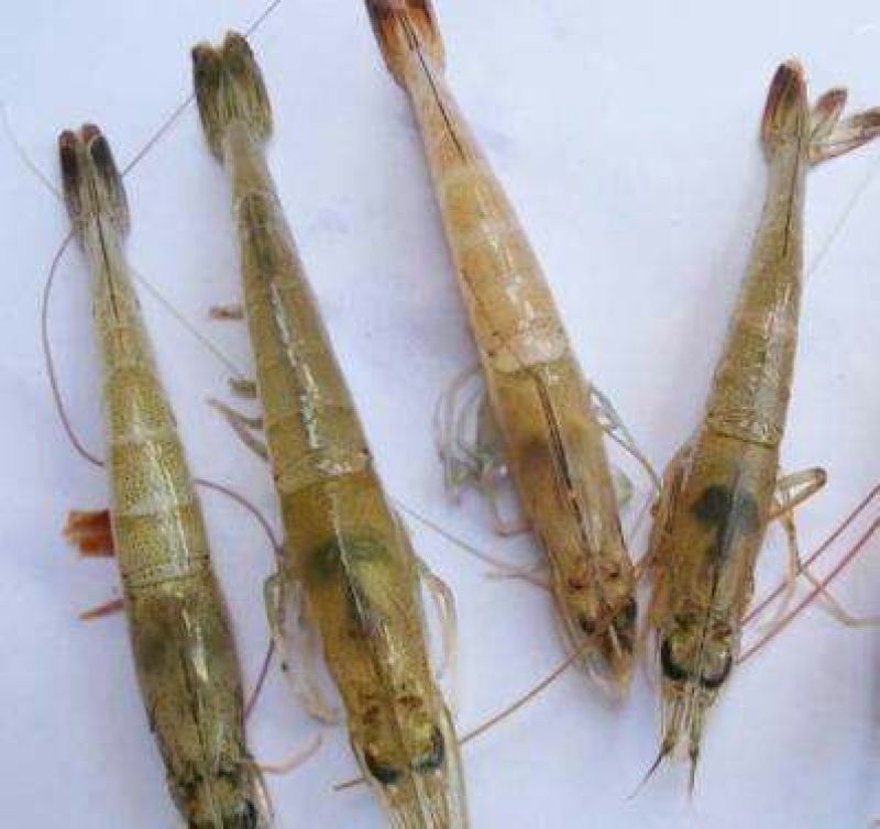 基围虾食用活虾