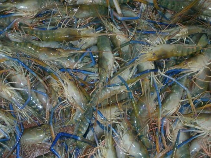 基围虾食用活虾