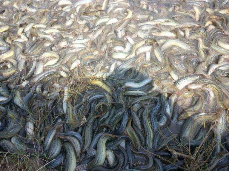 基围虾食用活虾