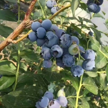 蓝丰蓝莓鲜果4~6mm以上